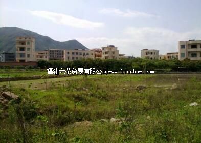 青山龙眼贡果园