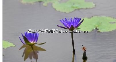 ����̨��԰