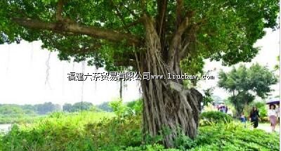 旗山森林人家旅游区(旗山国家森林公园)