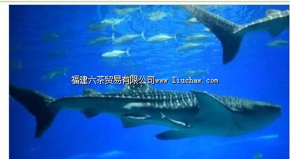 罗源湾海洋世界