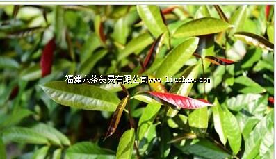 福建省温泉游泳训练中心