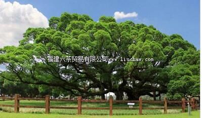 ���ݹ���ɭ�ֹ�԰