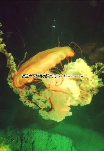 �󺣺�������