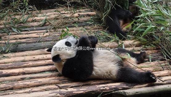 ���ݺ�Ͽ��è����