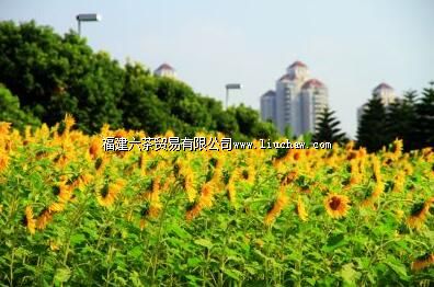 南江滨堤外公园