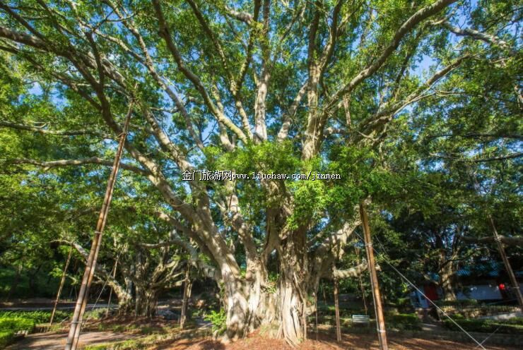 金湖鎮-湖光山色線(榕園)