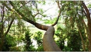 ����ɽɭ�ֹ�԰