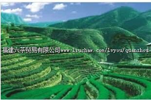 ��ƺ��̬��Ҷ�۹�԰