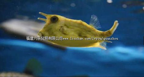 Ȫ�ݺ�˿Ұ����������