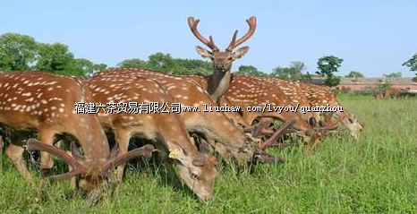 Ȫ�ݺ�˿Ұ����������