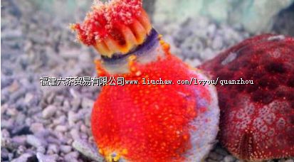 石狮海洋世界 石狮海洋世界