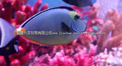 石狮海洋世界 石狮海洋世界