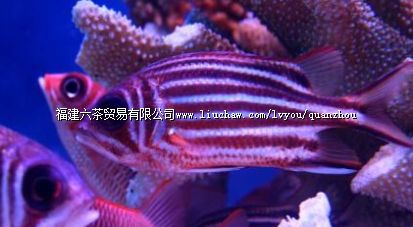 石狮海洋世界 石狮海洋世界