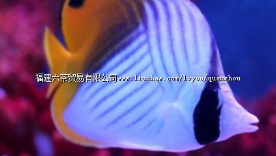 ʯʨ��������