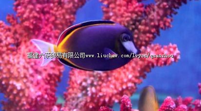 石狮海洋世界 石狮海洋世界