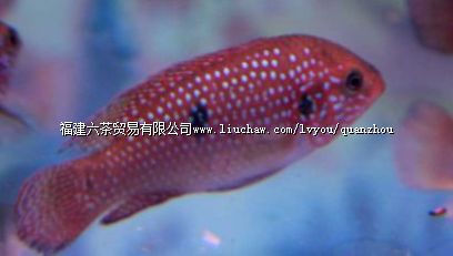 ʯʨ��������