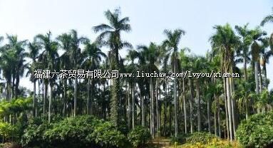 华侨亚热带植物引种园