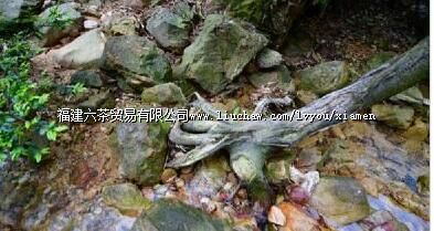 厦门天竺山森林公园