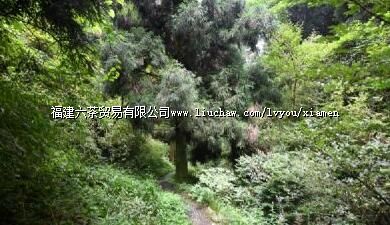 莲花国家森林公园