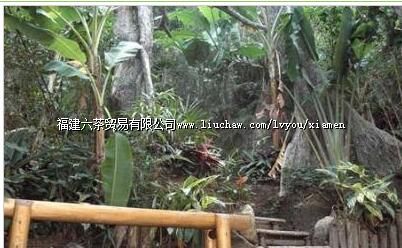 同安野山谷热带雨林+