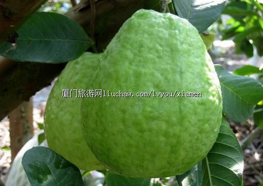 本地特产-厦门特产水果-芭乐