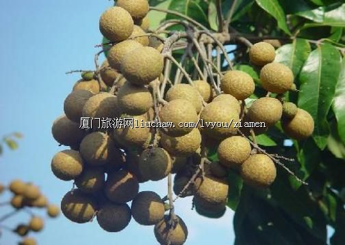 本地特产-厦门特产水果-龙眼