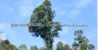 ���ݺ���ɭ��