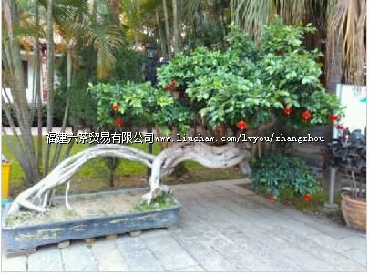 ���ݰٻ���