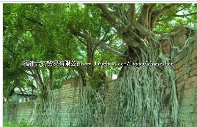 �����ش�������Ⱥ