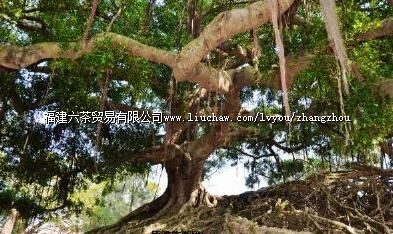 佛昙扎内村古樟树群