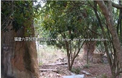 中国工农红军闽南独立第3团成立旧址