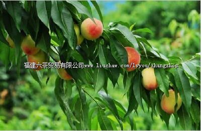 �󷻴������ժ԰