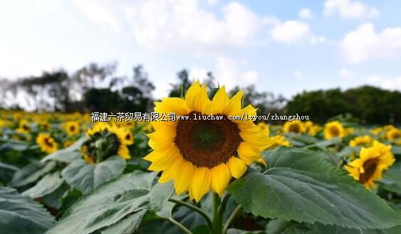 �����Ŷ仨��