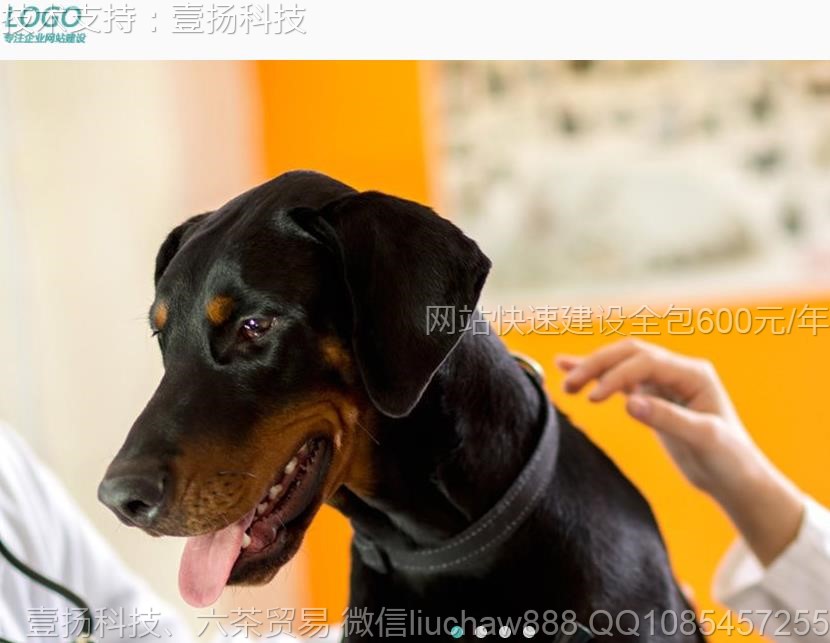 宠物-宠物医院网站模板0312moban.