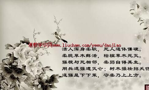 卢国龙教授讲《道德经》第七十六章