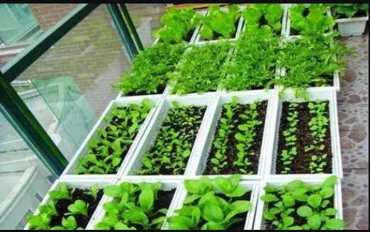 ��̨�����ֲ� һ���ļ����в˳� �Բ��껹������